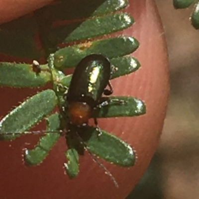 Adoxia benallae (Leaf beetle) at Majura, ACT - 7 Apr 2021 by Ned_Johnston