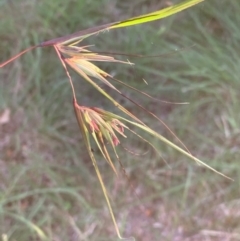 Themeda triandra (Kangaroo Grass) at Murrumbateman, NSW - 7 Apr 2021 by SimoneC