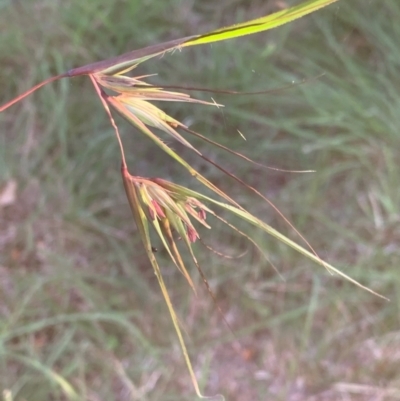 Themeda triandra (Kangaroo Grass) at Murrumbateman, NSW - 7 Apr 2021 by SimoneC