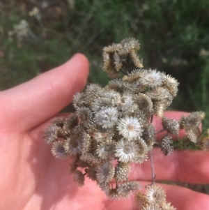 Chrysocephalum semipapposum at Majura, ACT - 7 Apr 2021