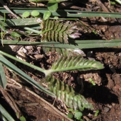 Eleusine tristachya (Goose Grass, Crab Grass, American Crows-Foot Grass) at Umbagong District Park - 29 Mar 2021 by pinnaCLE