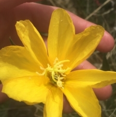 Oenothera stricta subsp. stricta (Common Evening Primrose) at Majura, ACT - 7 Apr 2021 by Ned_Johnston