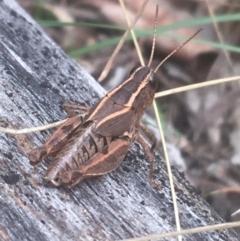 Phaulacridium vittatum (Wingless Grasshopper) at Mount Ainslie - 7 Apr 2021 by Ned_Johnston