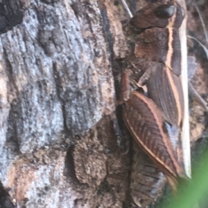 Phaulacridium vittatum at Majura, ACT - 7 Apr 2021