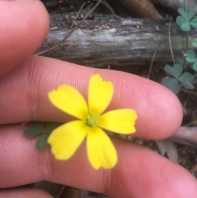 Oxalis sp. (Wood Sorrel) at Majura, ACT - 7 Apr 2021 by Ned_Johnston