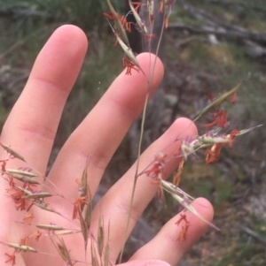 Rytidosperma pallidum at Majura, ACT - 7 Apr 2021