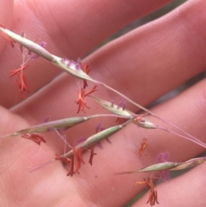 Rytidosperma pallidum at Majura, ACT - 7 Apr 2021