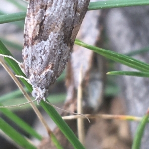 Acropolitis rudisana at Campbell, ACT - 7 Apr 2021 09:49 AM