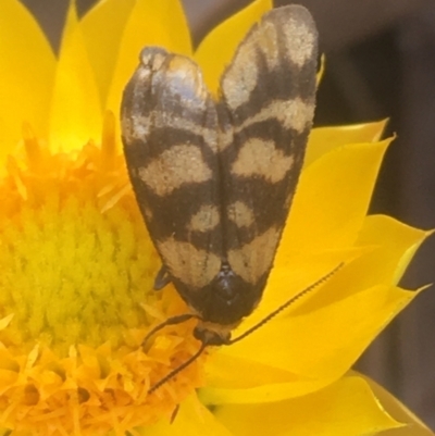 Asura lydia (Lydia Lichen Moth) at Majura, ACT - 7 Apr 2021 by NedJohnston