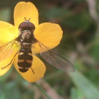 Melangyna viridiceps (Hover fly) at Mount Ainslie - 7 Apr 2021 by Ned_Johnston