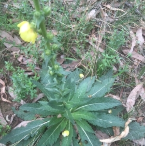 Verbascum virgatum at Majura, ACT - 7 Apr 2021 10:50 AM