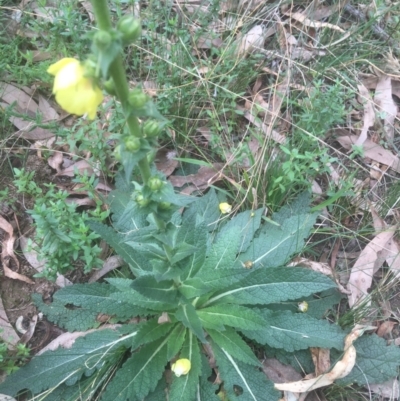 Verbascum virgatum (Green Mullein) at Majura, ACT - 7 Apr 2021 by Ned_Johnston