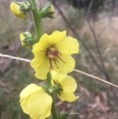 Verbascum virgatum at Majura, ACT - 7 Apr 2021 10:50 AM