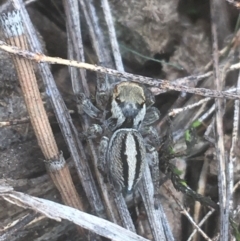 Jotus sp. (genus) (Unidentified Jotus Jumping Spider) at Campbell, ACT - 7 Apr 2021 by NedJohnston