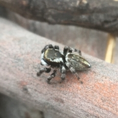 Maratus scutulatus (A jumping spider) at Mount Ainslie - 7 Apr 2021 by NedJohnston