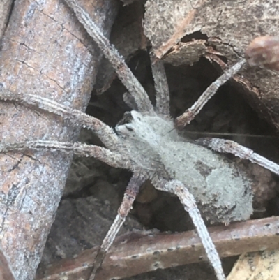 Argoctenus sp. (genus) (Wandering ghost spider) at Campbell, ACT - 7 Apr 2021 by Ned_Johnston