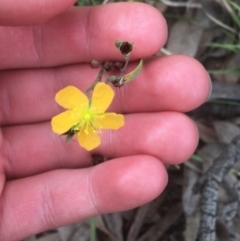 Hypericum gramineum (Small St Johns Wort) at Campbell, ACT - 7 Apr 2021 by NedJohnston