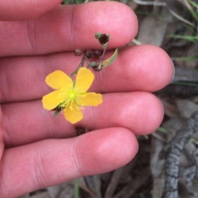 Hypericum gramineum (Small St Johns Wort) at Campbell, ACT - 7 Apr 2021 by NedJohnston