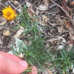 Xerochrysum viscosum at Campbell, ACT - 7 Apr 2021