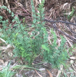 Cheilanthes sieberi at Campbell, ACT - 7 Apr 2021 09:42 AM