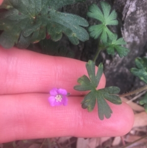 Geranium solanderi var. solanderi at Campbell, ACT - 7 Apr 2021