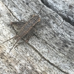 Eurepa marginipennis (Mottled bush cricket) at Campbell, ACT - 6 Apr 2021 by Ned_Johnston