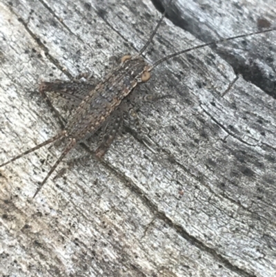 Eurepa marginipennis (Mottled bush cricket) at Campbell, ACT - 6 Apr 2021 by Ned_Johnston