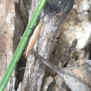 Eurispa sp. (genus) at suppressed - 7 Apr 2021