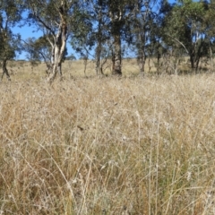 Themeda triandra (Kangaroo Grass) at Tuggeranong DC, ACT - 2 Apr 2021 by MatthewFrawley