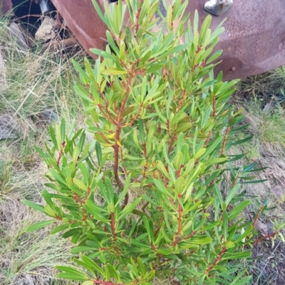 Tasmannia lanceolata (Mountain Pepper) at Cotter River, ACT - 5 Apr 2021 by byomonkey