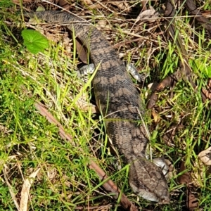 Tiliqua scincoides scincoides at Cook, ACT - 2 Apr 2021 10:47 AM