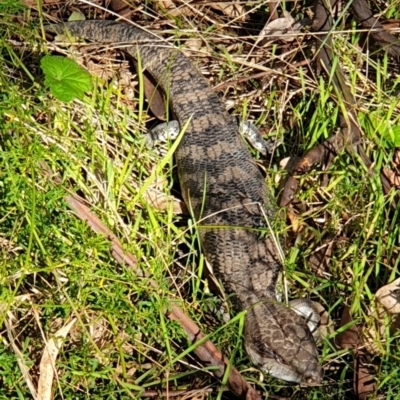 Tiliqua scincoides scincoides (Eastern Blue-tongue) at Cook, ACT - 1 Apr 2021 by drakes