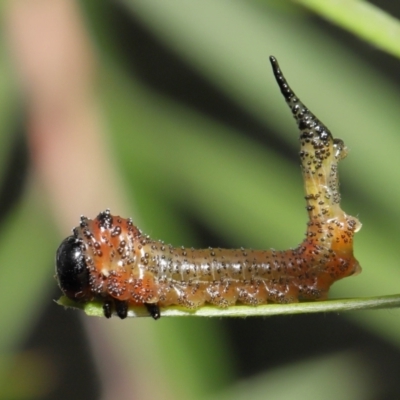 Pergidae sp. (family) (Unidentified Sawfly) at ANBG - 6 Apr 2021 by TimL