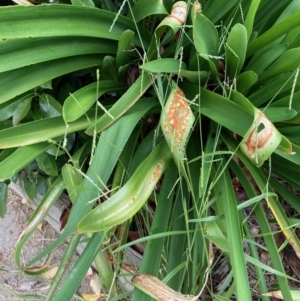 Urochloa piligera at Flynn, ACT - 17 Mar 2021