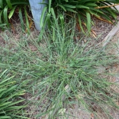 Urochloa piligera at Flynn, ACT - 17 Mar 2021