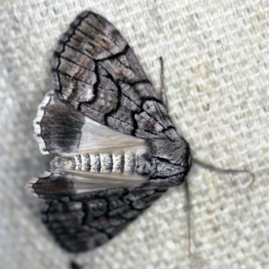 Stibaroma undescribed species at O'Connor, ACT - 7 Apr 2021