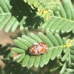 Ditropidus sp. (genus) (Leaf beetle) at O'Connor, ACT - 8 Apr 2021 by Ned_Johnston