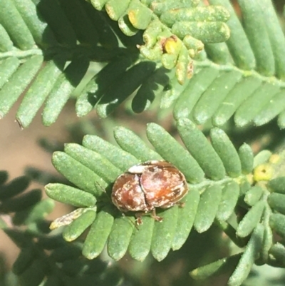 Ditropidus sp. (genus) (Leaf beetle) at O'Connor, ACT - 8 Apr 2021 by NedJohnston