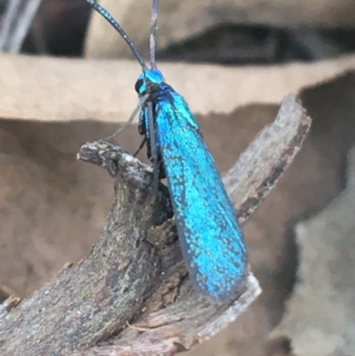 Pollanisus (genus) (A Forester Moth) at Acton, ACT - 8 Apr 2021 by Ned_Johnston