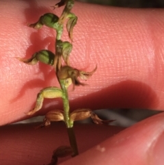 Corunastylis clivicola (Rufous midge orchid) at Downer, ACT - 8 Apr 2021 by NedJohnston