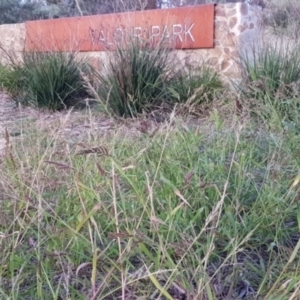 Echinochloa crus-galli at Watson, ACT - 6 Apr 2021