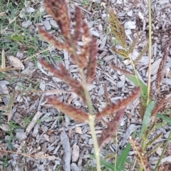 Echinochloa crus-galli at Watson, ACT - 6 Apr 2021