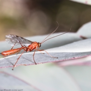 Netelia sp. (genus) at Forde, ACT - 8 Apr 2021