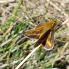 Taractrocera papyria (White-banded Grass-dart) at Dunlop Grasslands - 8 Apr 2021 by tpreston