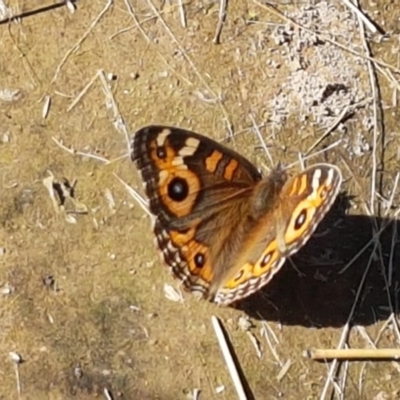 Junonia villida (Meadow Argus) at Dunlop Grasslands - 8 Apr 2021 by trevorpreston