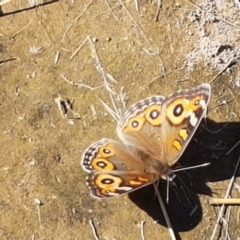 Junonia villida at Dunlop, ACT - 8 Apr 2021