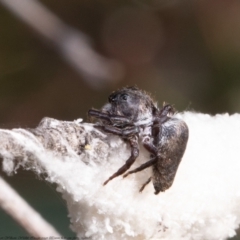 Unidentified Spider (Araneae) at Forde, ACT - 8 Apr 2021 by Roger