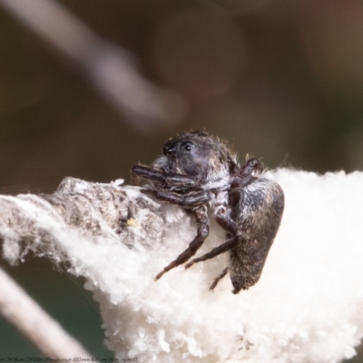 Unidentified Spider (Araneae) at Forde, ACT - 8 Apr 2021 by Roger