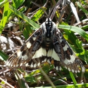 Apina callisto at Dunlop, ACT - 8 Apr 2021