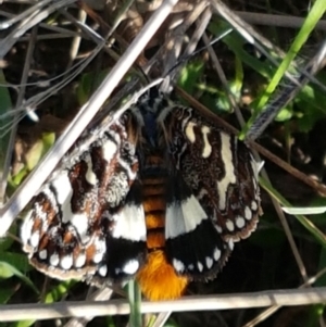 Apina callisto at Dunlop, ACT - 8 Apr 2021 02:15 PM